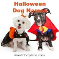 Dog Names