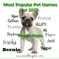 Dog Names