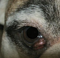 Cherry Eye in Small Breed Dogs