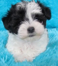 Malti-Poo Designer Dogs