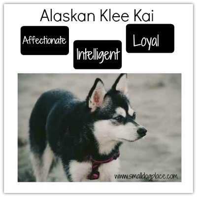 Alaskan Klee Kai - Price, Temperament, Life span