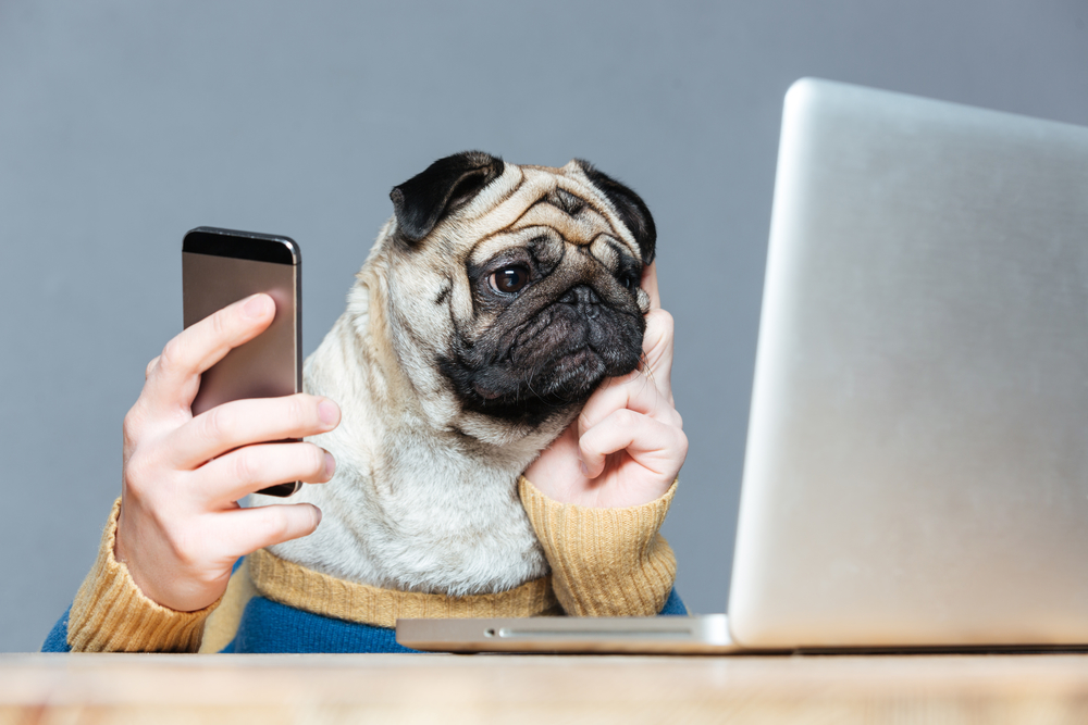 Here's five best dog apps that can help you care for your puppy or adult dog and make dog ownership even more fun.