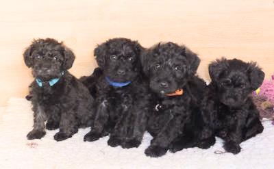 Four black Schnoodles (Schnauzer and Poodle Hybrid