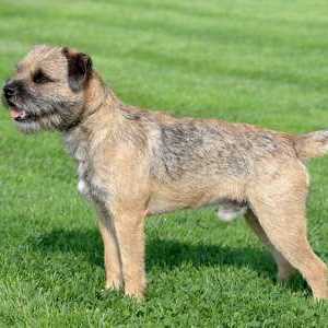 All Small Dog Breed List A to Z with Pictures Descriptions