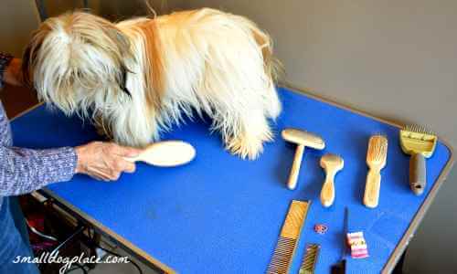 assortment of dog brushes along with a dog that needs to be brushed.