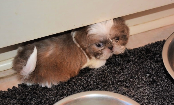 scared puppy is hiding