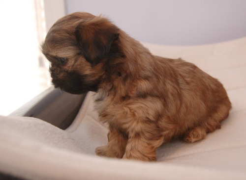 A puppy is staring out the window