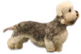 Dandie Dinmont Terrier