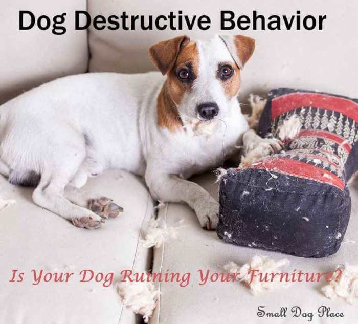 Dog Destructive Behavior Keep Your Dog from Destroying the Furniture