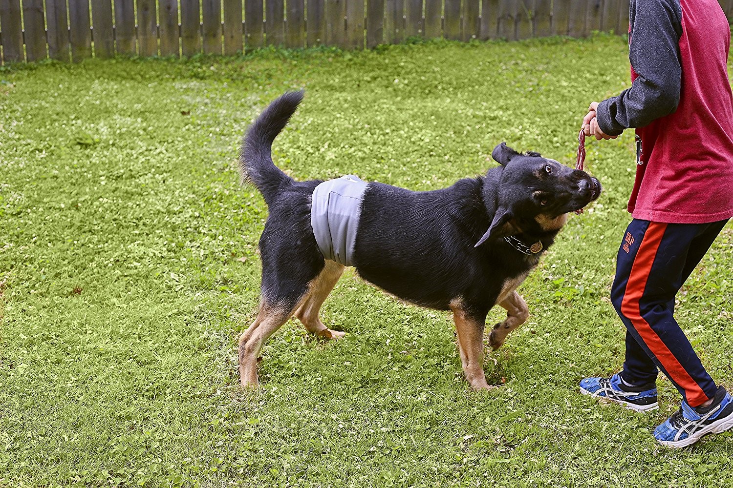 Male Dog Belly Band