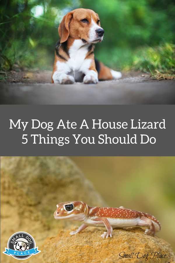 what happens when dog eats lizard