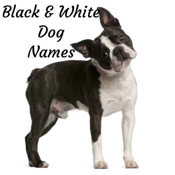 cream color dog names