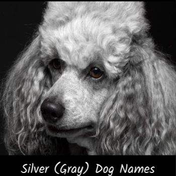 100 Clever Dog Names For A Blue Or Gray Dog - 