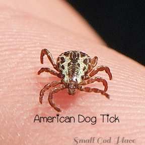 tan tick on dog