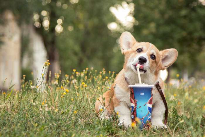 A young corgi is trying to drink from a straw.