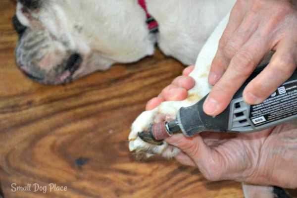 How To Dremel Your Dog's Nails - Slow Motion Close Ups 