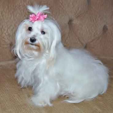 A Maltese Dog whose hair is beginning to grow out.