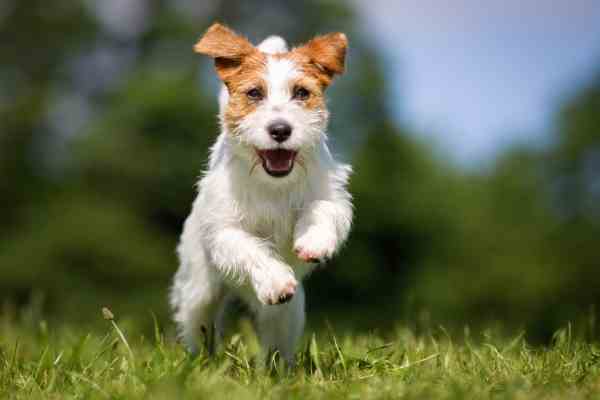 jack russell terrier dog breeds
