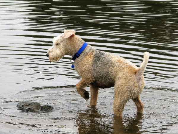 lakeland terrier hunting
