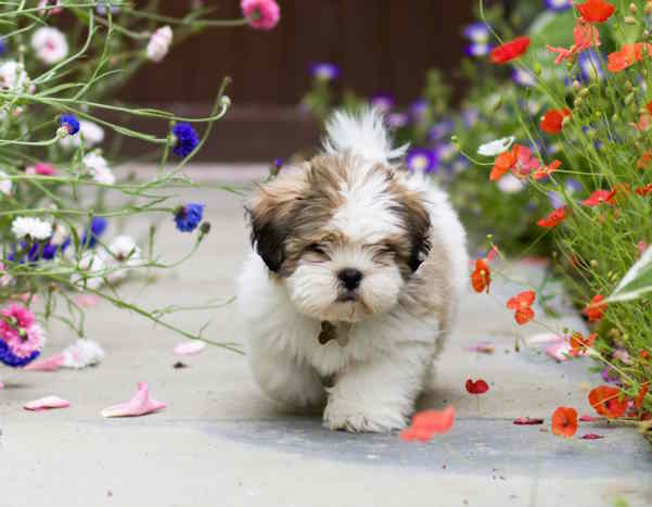 A young Lhasa Apso puppy is walking down a path surrounded by flowers