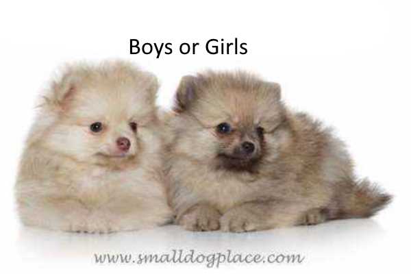 is it better to have a girl or boy dog