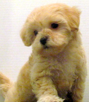 small crossbreed dogs