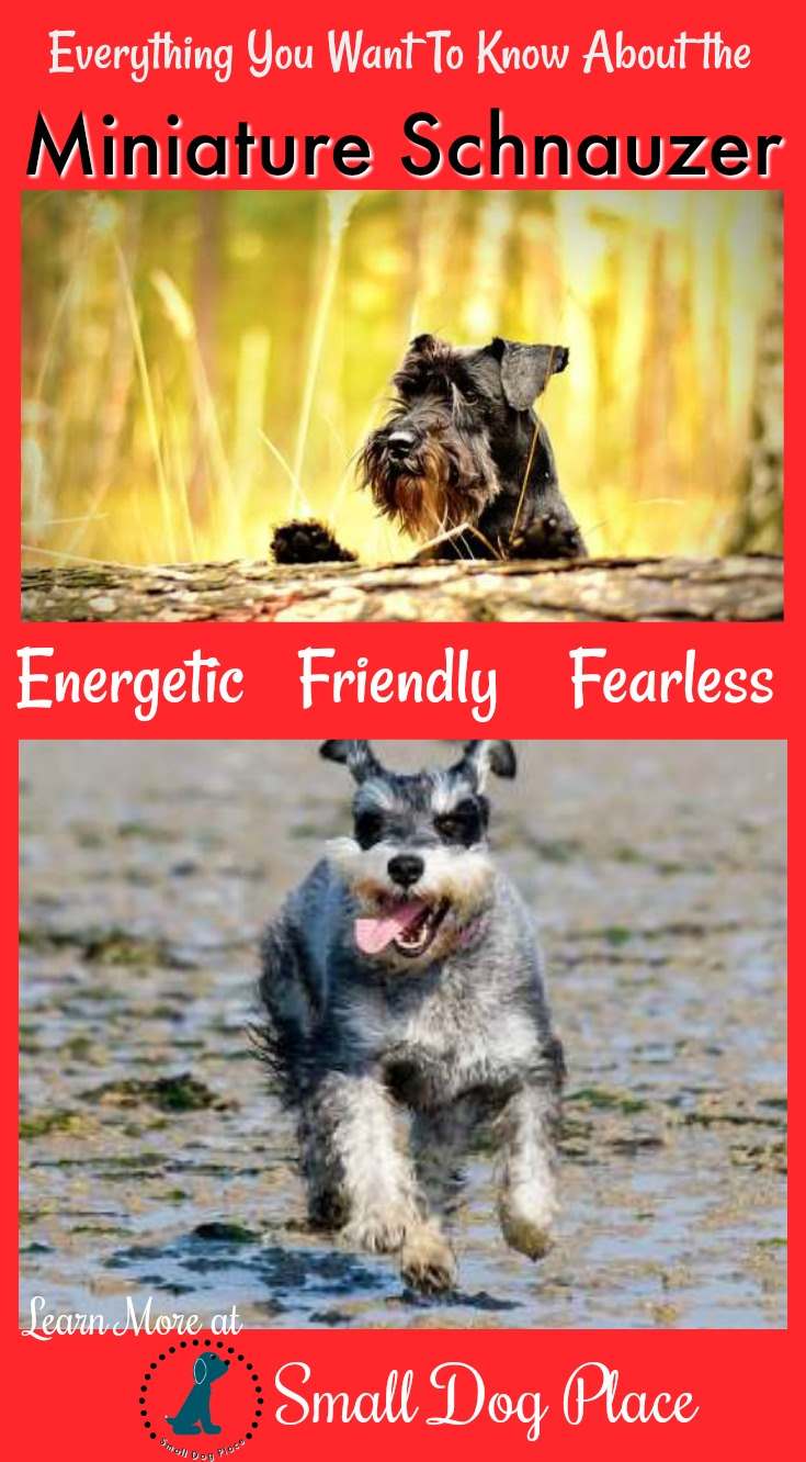 are schnauzers lap dogs