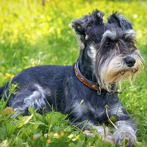 All Small Dog Breed List: A -Z: 90 Tiny Dogs, Pictures, Descriptions