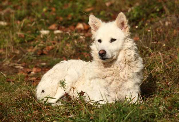 A Mudi sitting in the grass.