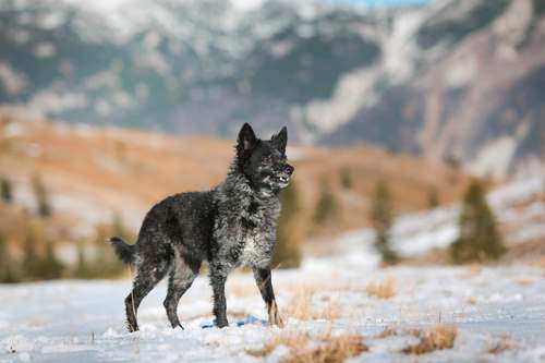 A merle Mudi standing in the snow