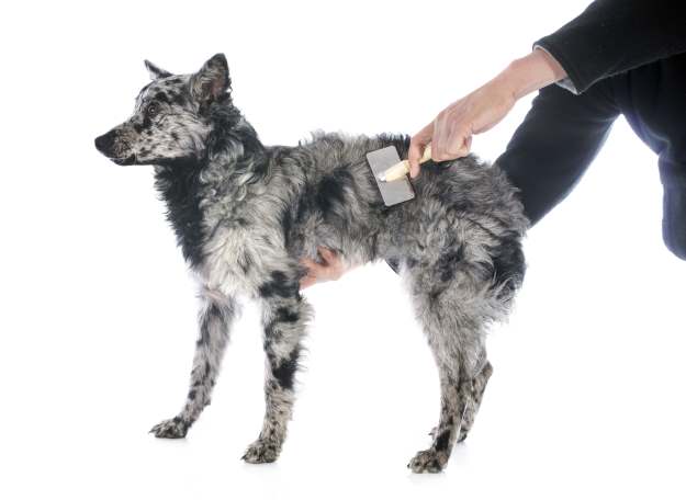 A young Mudi puppy being brushed