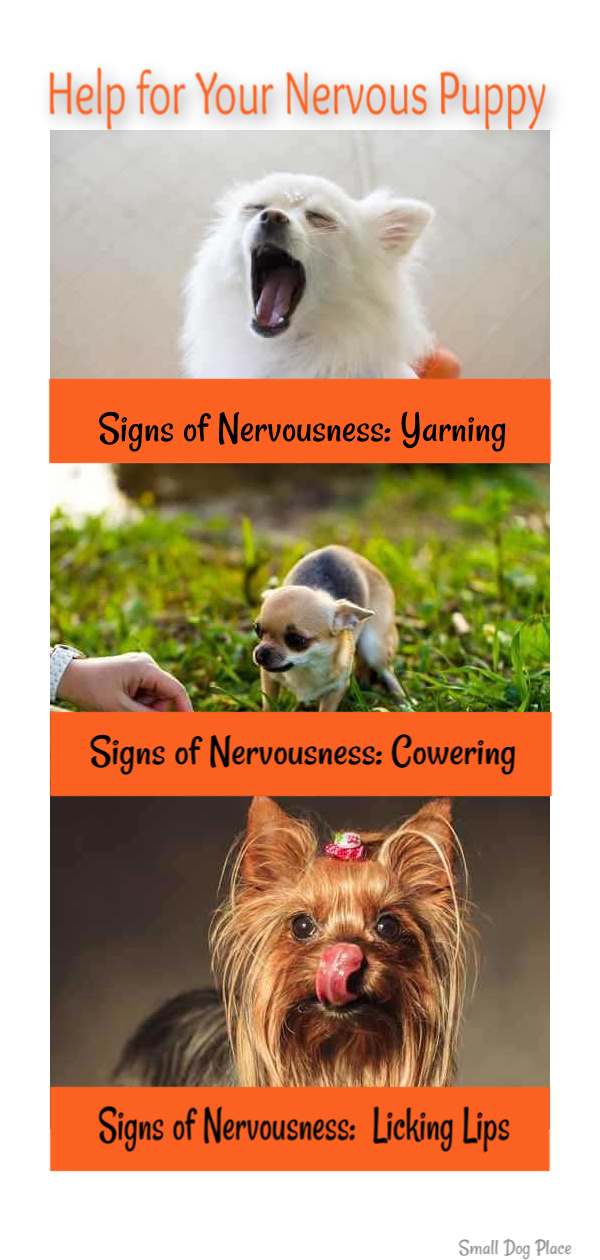 Signs You May Have a Nervous Puppy Pin:  Yarning, Cowering, Lip Licking