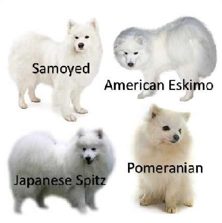 american eskimo dog samoyed