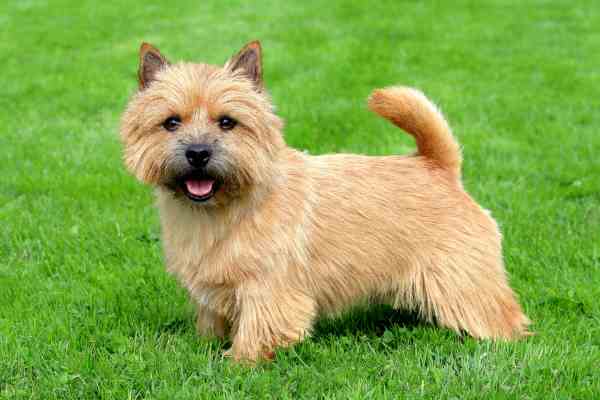 are norwich terriers expensive