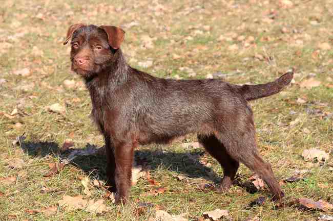 are patterdale terriers smart dogs