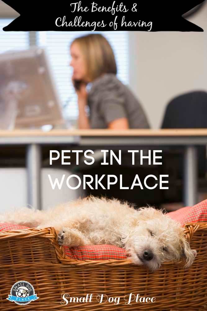 A white dog is sleeping while a woman is at work