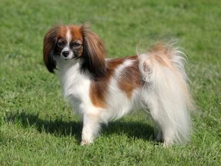 do papillon dogs shed
