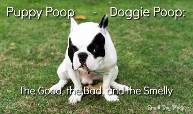 white stones in dog poop