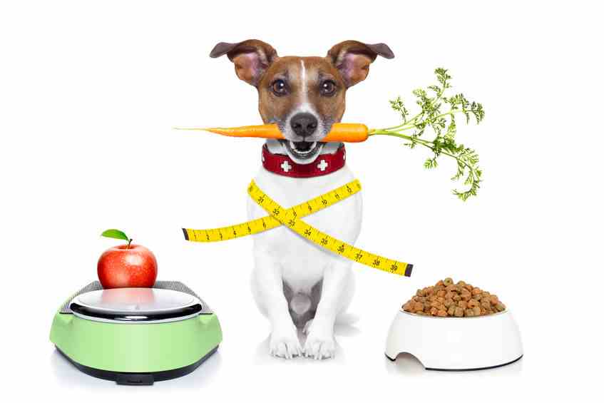 Weight control is important at any age, but is especially important as dogs age.