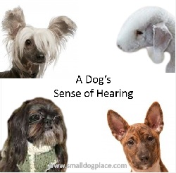 Dogs Sense of Hearing: We Can't Compete With Them