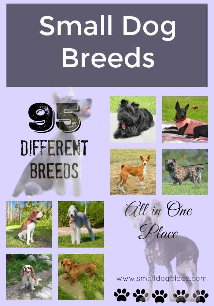 Small Dog Breeds By Name