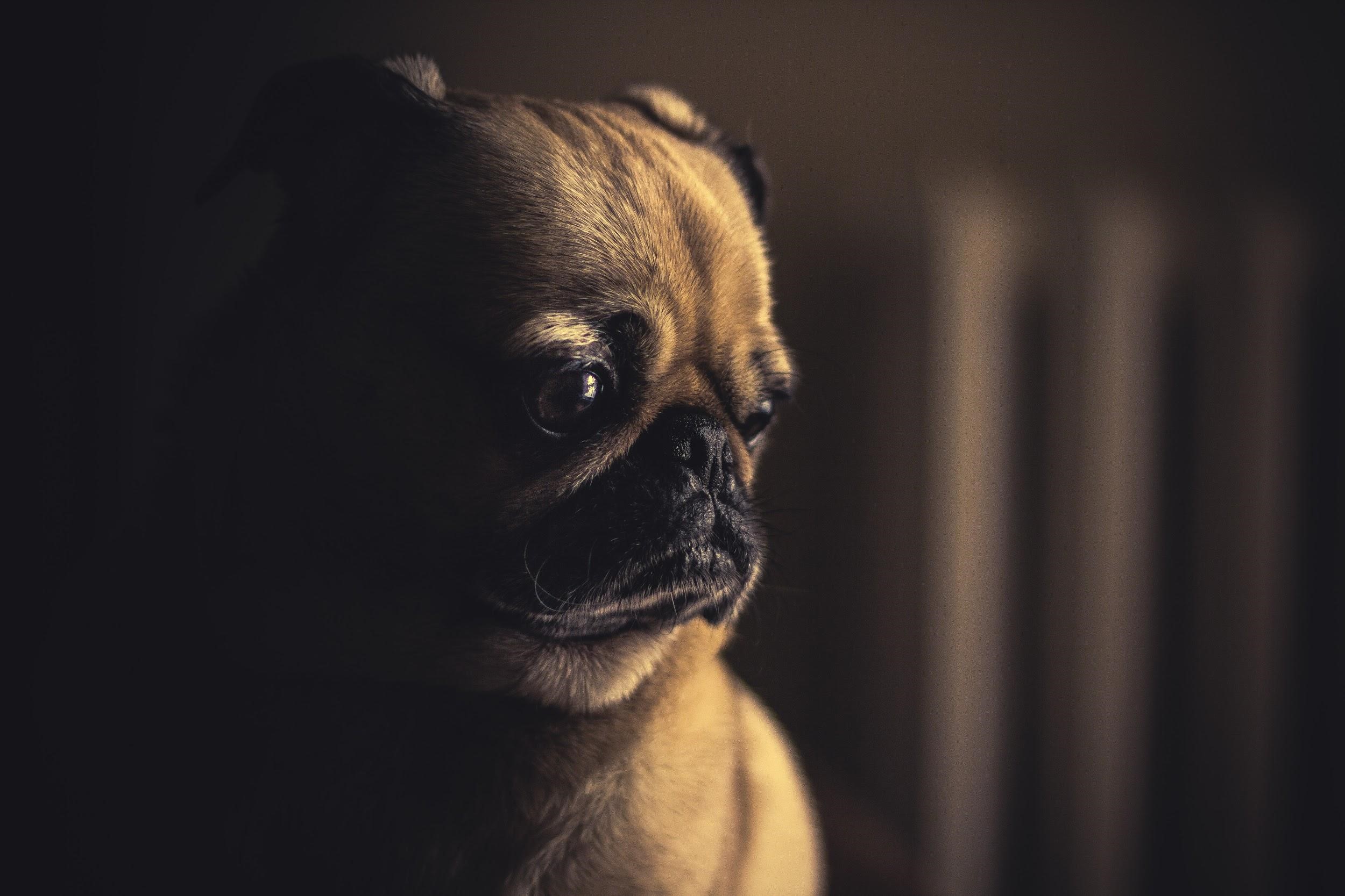 A pug is staring off to the side of the camera.