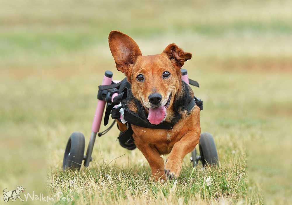 A dog is in a wheelchair running through the grass.