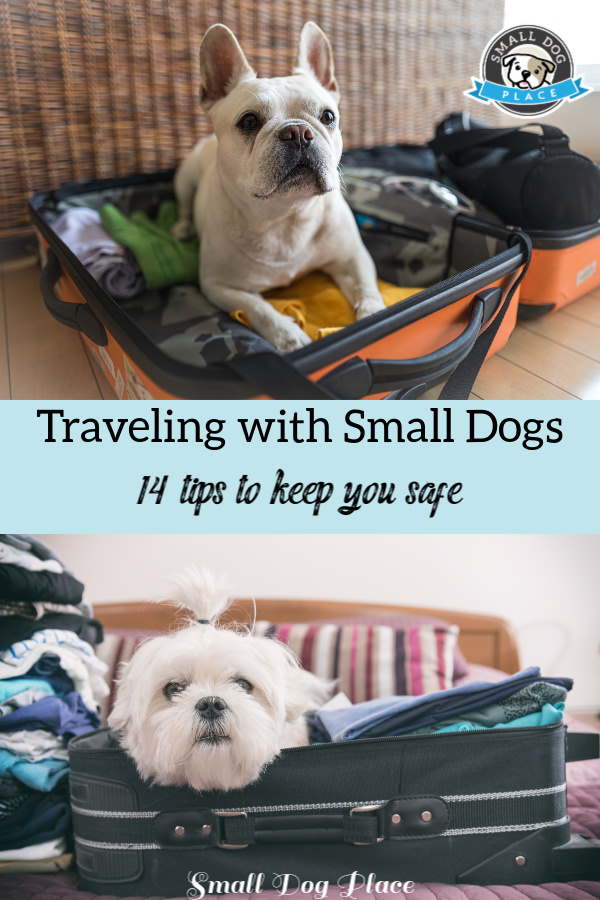 Pin with dogs getting ready to travel