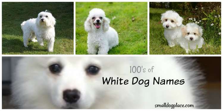 white male puppy names