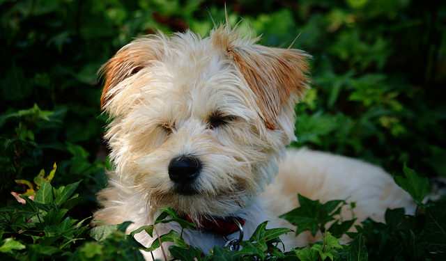 Yorkie Poo Breed Profile Of The Yorkie Poodle Mix