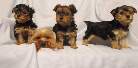 what are yorkie poo puppies like