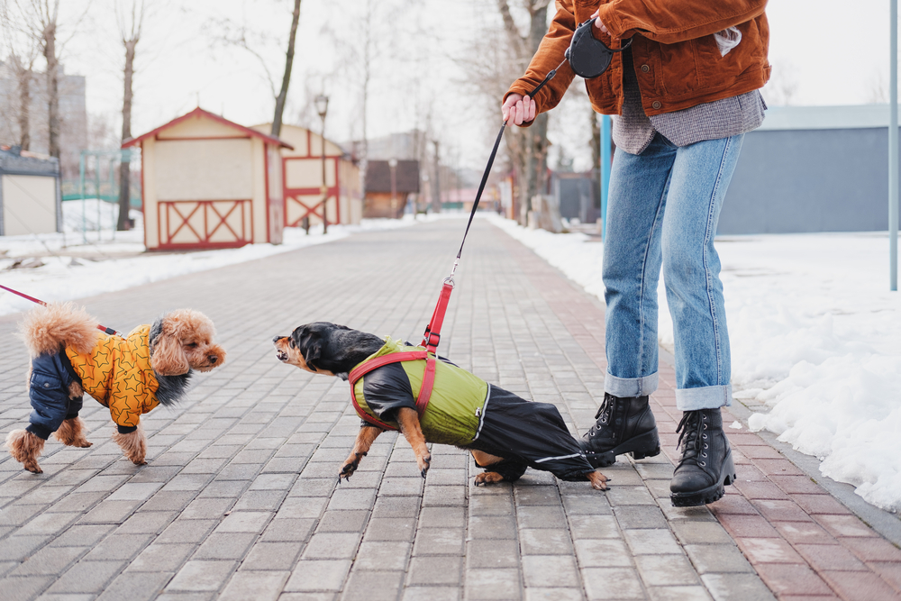 An aggressive dachsund is pulling on the leash to get to another dog.