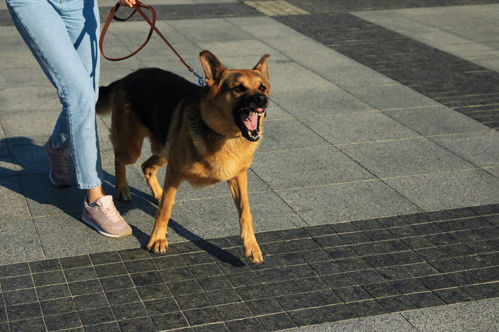 An aggressive small dog on a leash