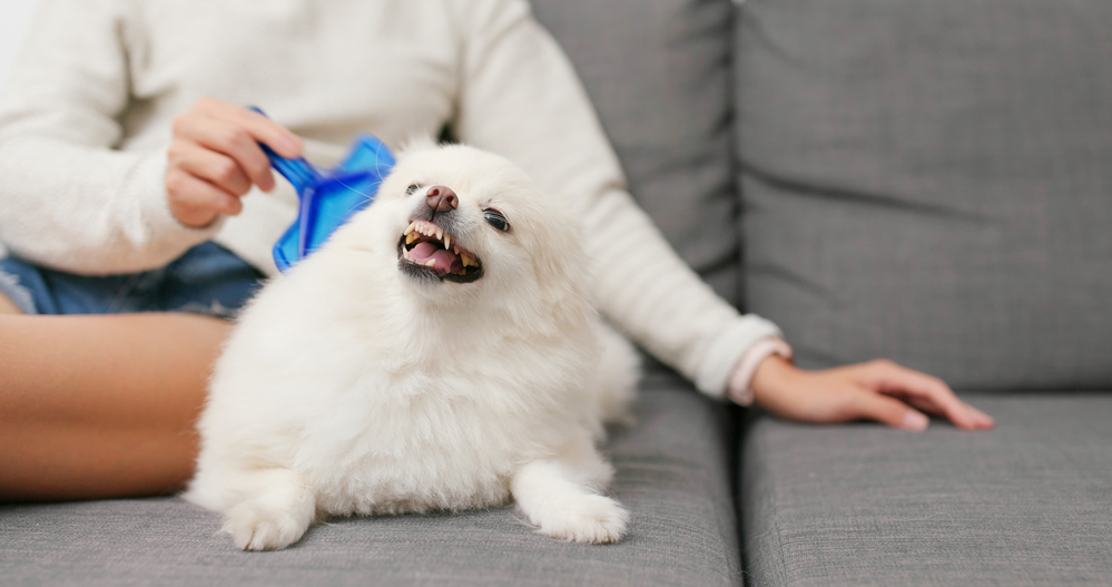 A Pomermanian  is showing aggression while being brushed